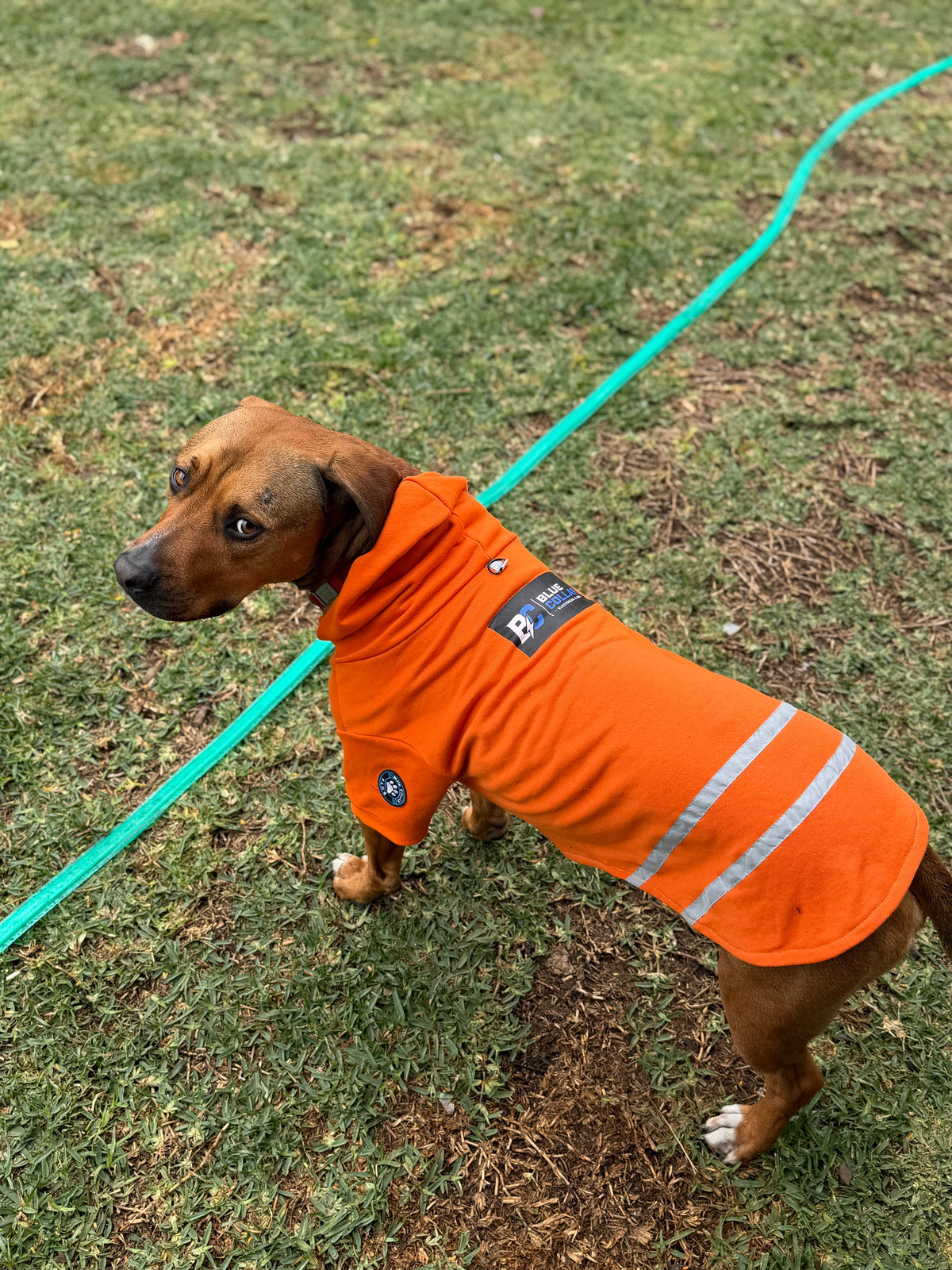 Hi-Vis Dog Hoodie with Logo