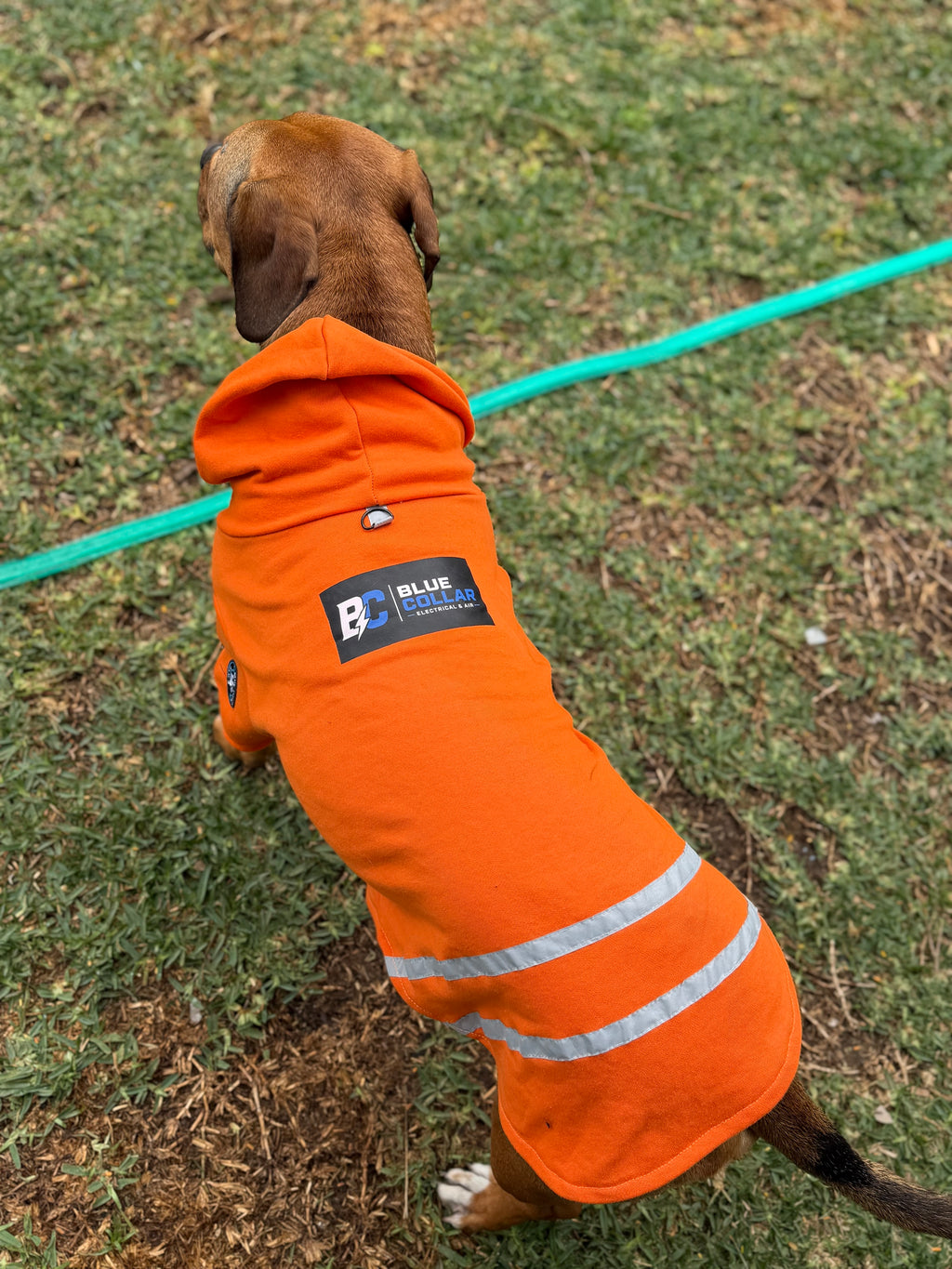 Hi-Vis Dog Hoodie with Logo