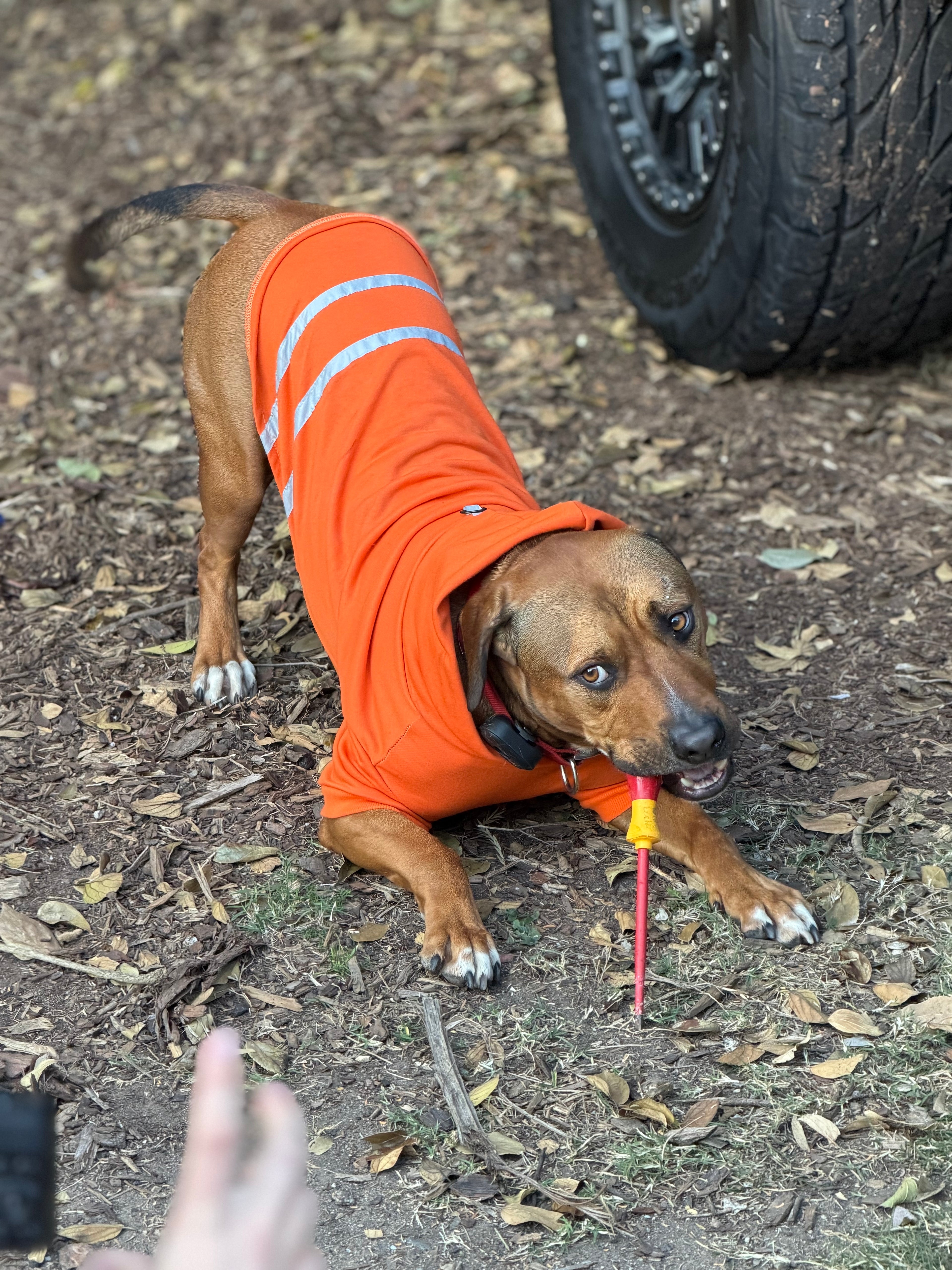 Hi-Vis Dog Hoodie (Orange)