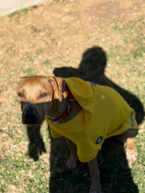 Hi-Vis Dog Hoodie (Yellow)