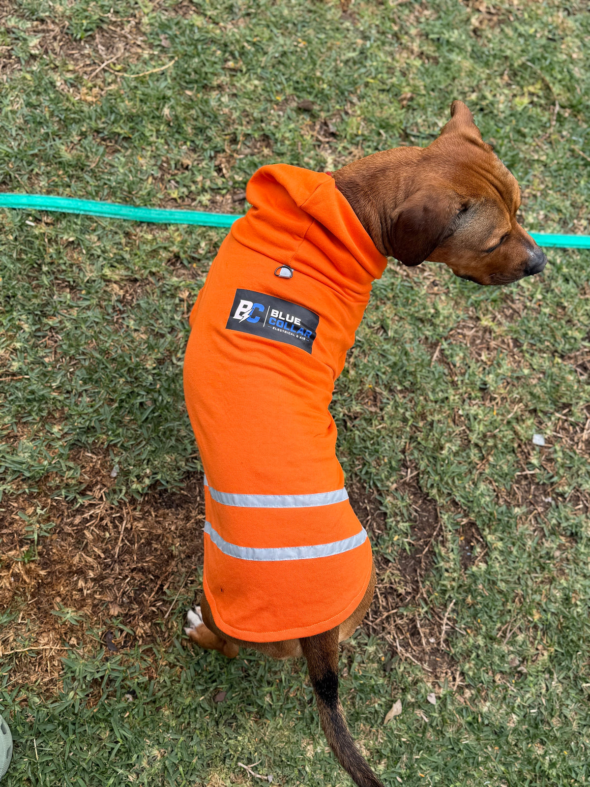 Hi-Vis Dog Hoodie with Logo