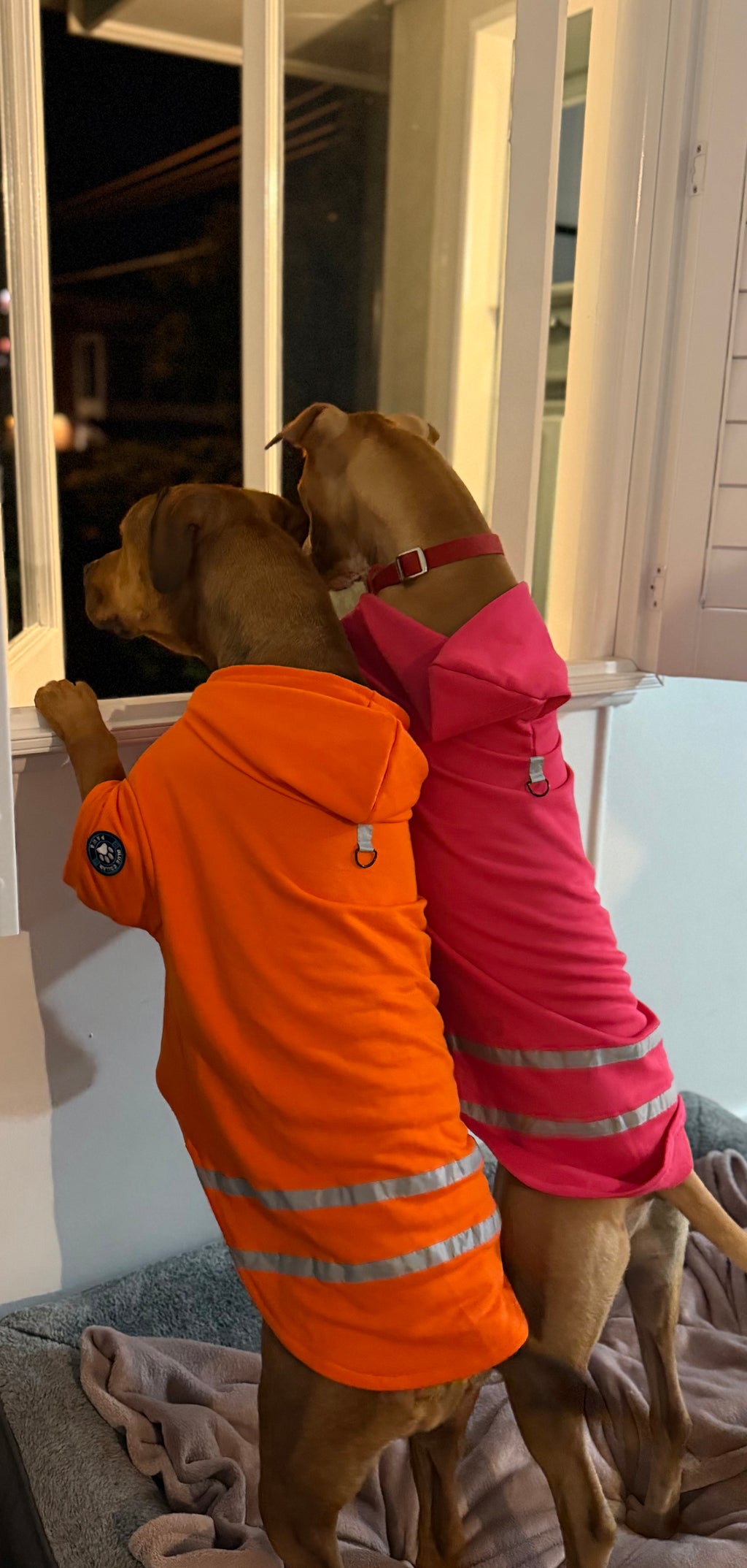 Hi-Vis Dog Hoodie (Pink)