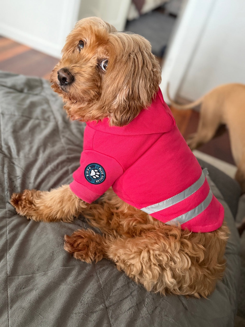 Hi-Vis Dog Hoodie (Pink)