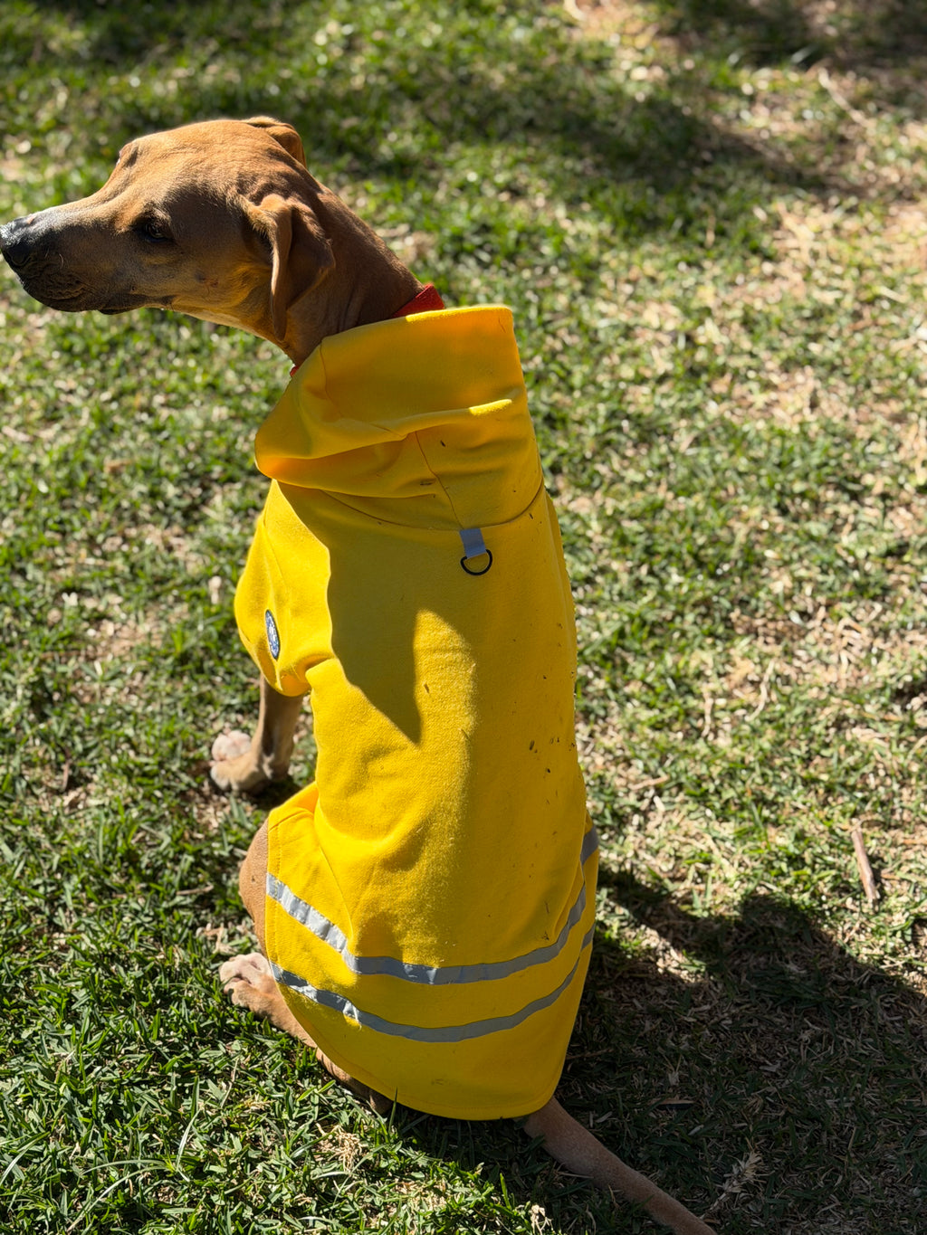 Hi-Vis Dog Hoodie (Yellow)