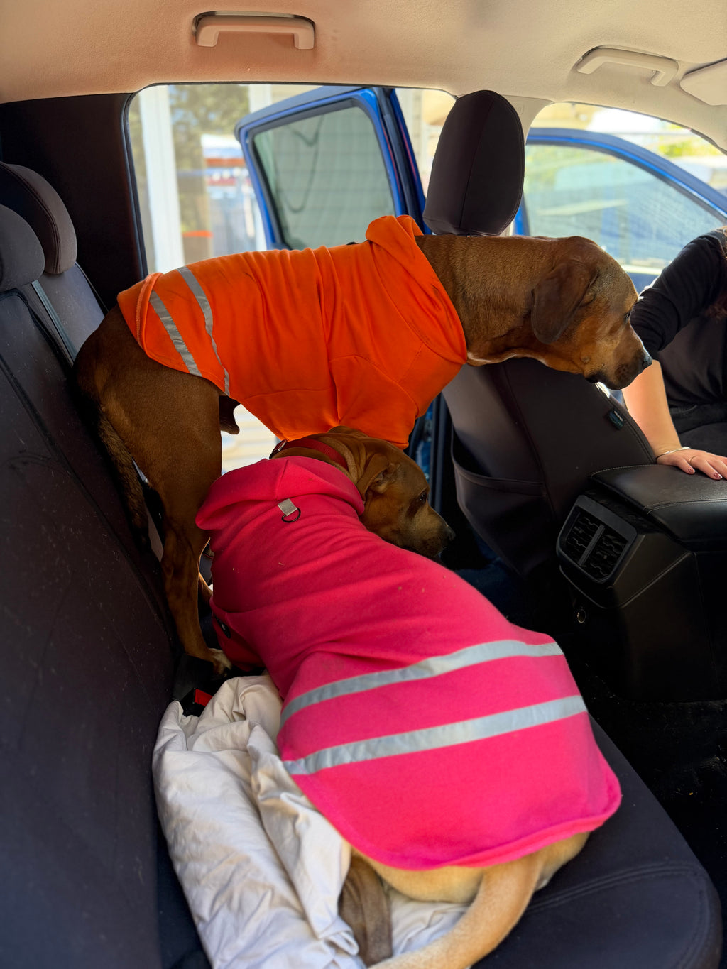 Hi-Vis Dog Hoodie (Pink)